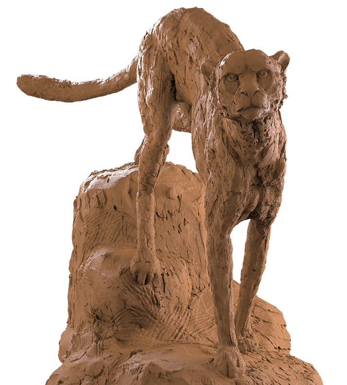 cheetah