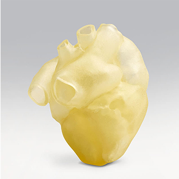 Functional-Anatomical-Models Functional Anatomical Models Surgeon Training and Device Testing