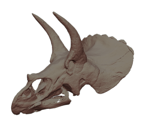 Triceratops-skull
